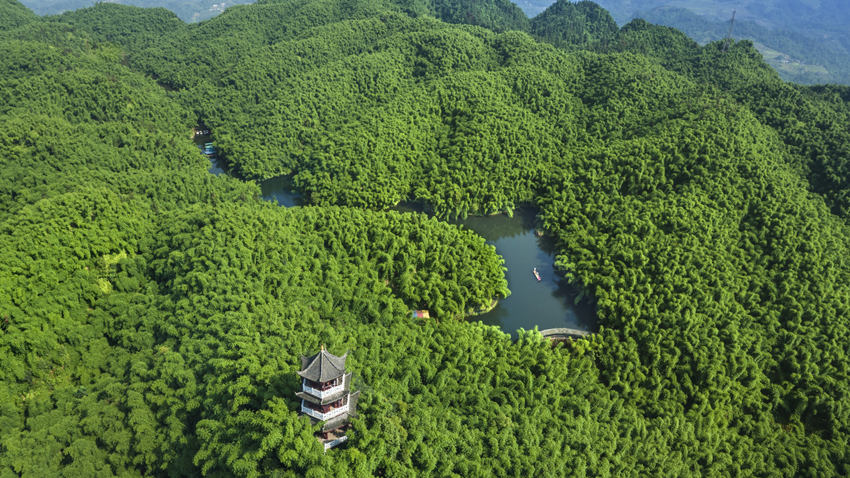 沐川竹海。樂山市沐川生態(tài)環(huán)境局供圖