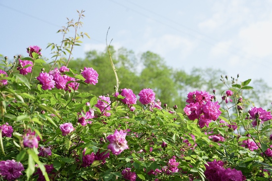 寶山村百里薔薇花。彭州寶山村供圖