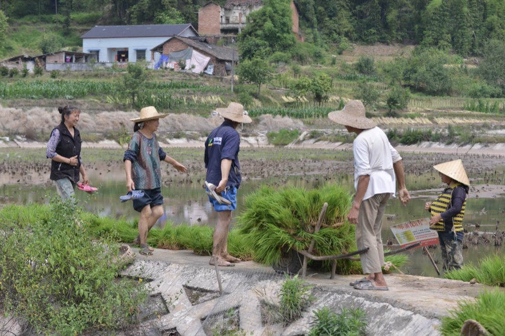 村民在田間忙碌插秧。蔣兵供圖