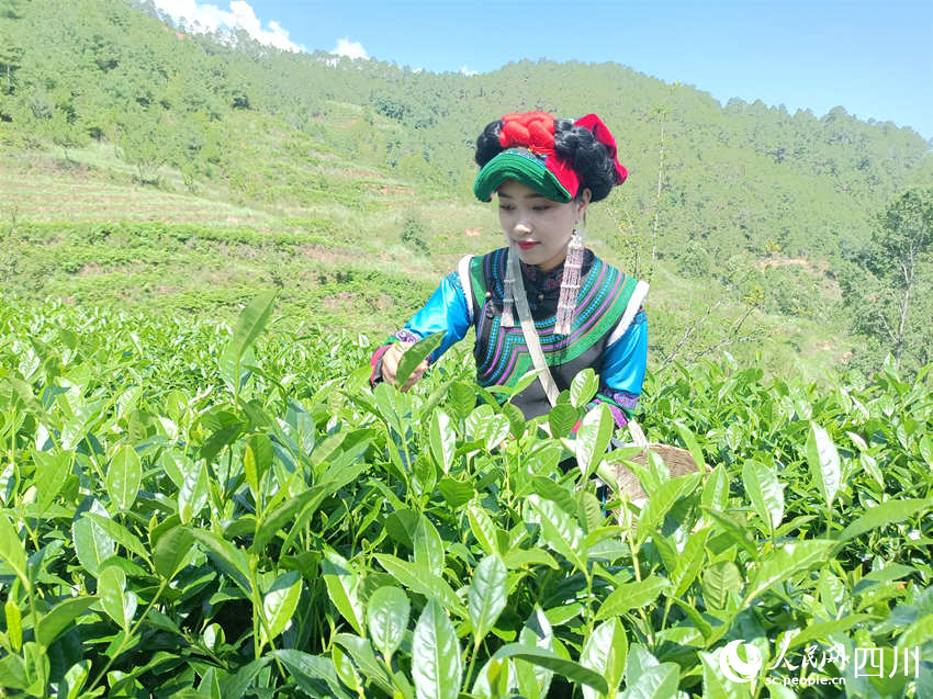 采摘夏茶。吳舒婷攝