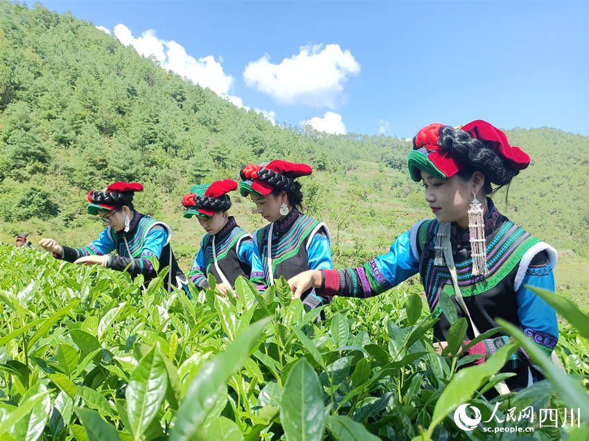 彝族姑娘們趁著好天氣搶摘夏茶。吳舒婷攝