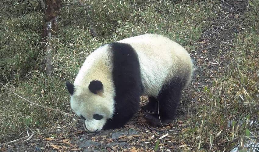 大熊貓。大熊貓國家公園成都管理分局供圖