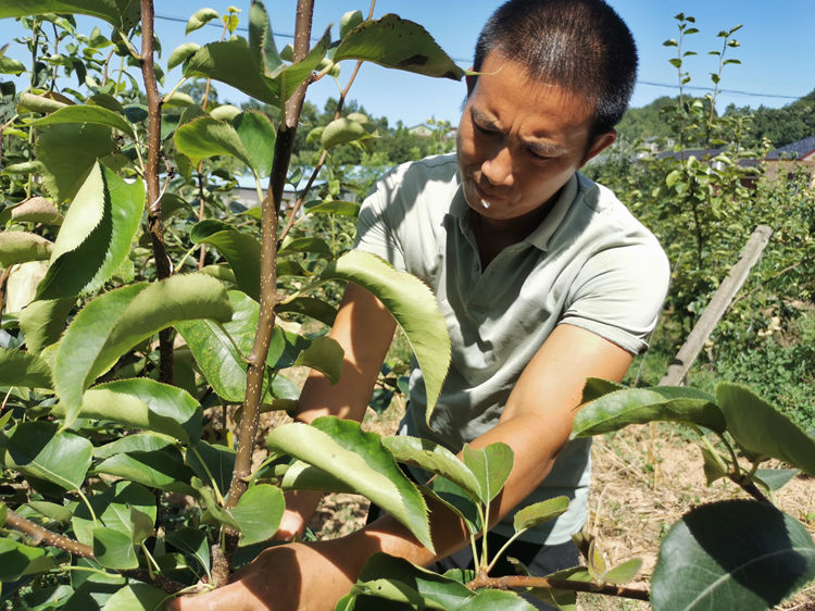 潘洪全為果樹修枝。蒼溪縣融媒體中心供圖