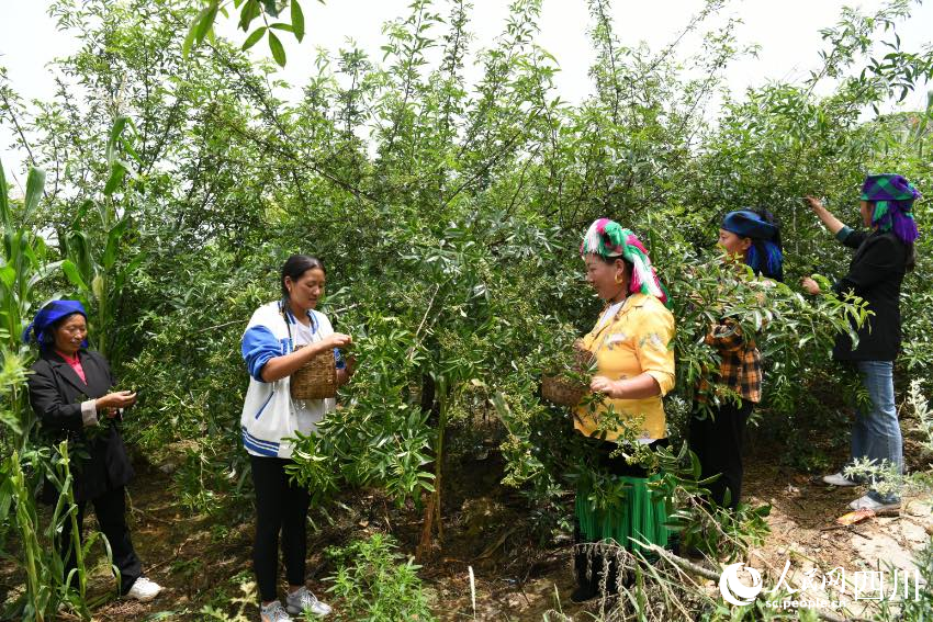 村民在采摘青花椒。賈巴爾且攝