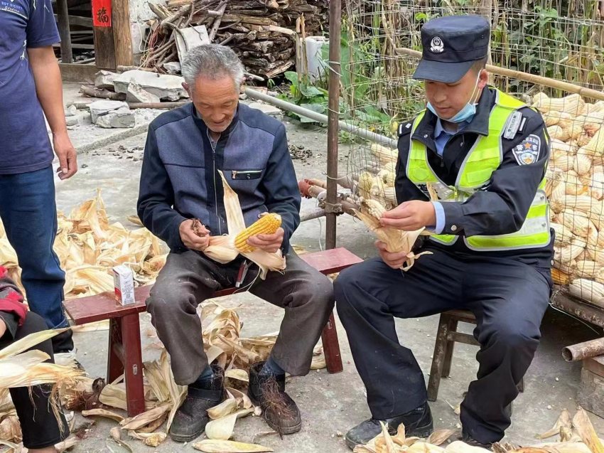 帳篷警務室幫助災區群眾搶收玉米。甘孜公安供圖