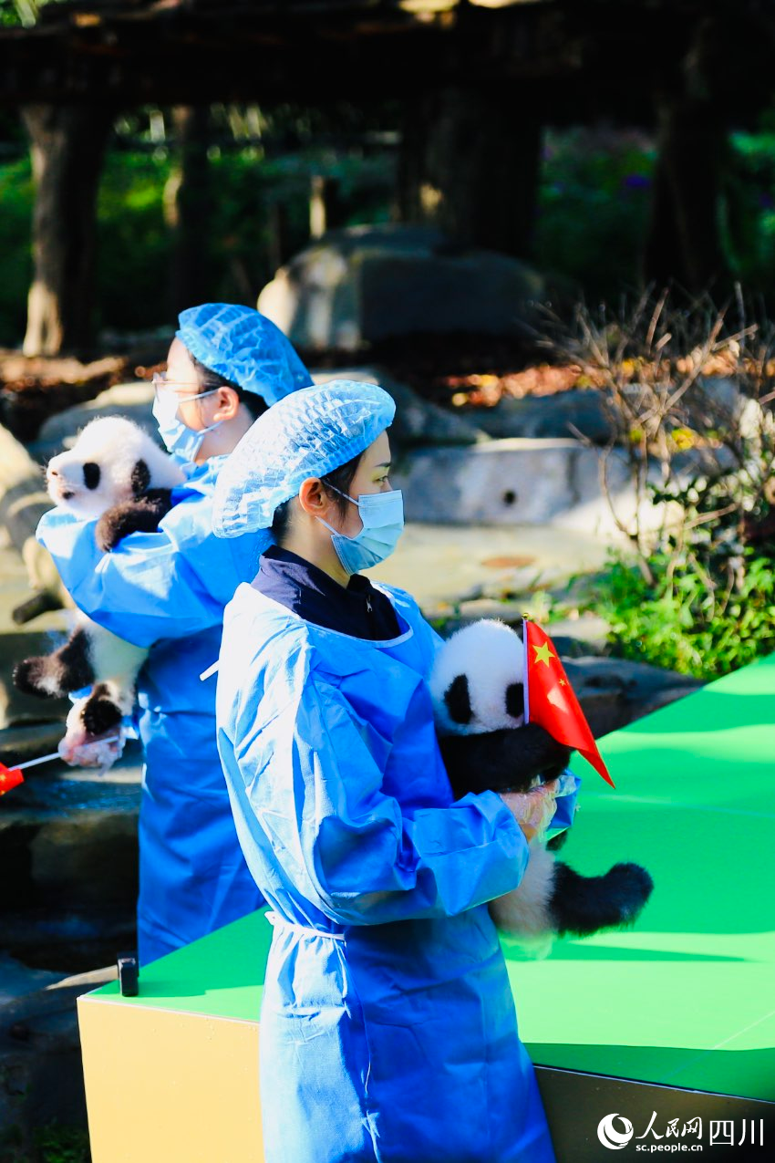 飼養員懷抱幼崽來到場地。人民網 朱虹攝