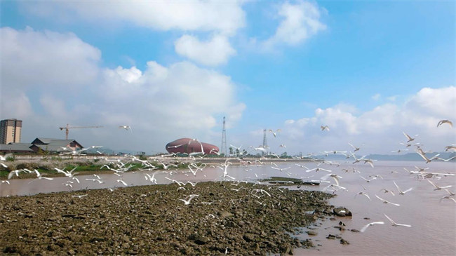 大渡河國家濕地 沫若戲劇文創(chuàng)園外蘆葦白鷺。李亞林?jǐn)z