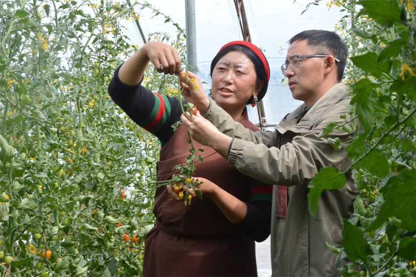 家住蝦拉沱鎮的達娃，以前在康定打工每月收入2000余元，現在園區采摘小番茄每月近4000元。成都市民宗局供圖