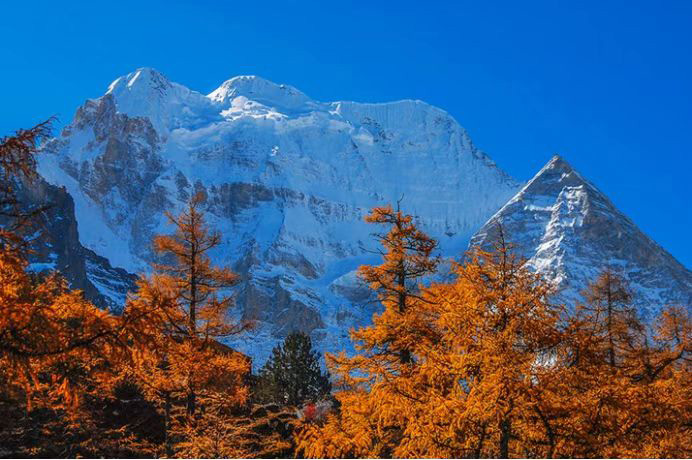 雪山下的紅葉。稻城亞丁景區供圖