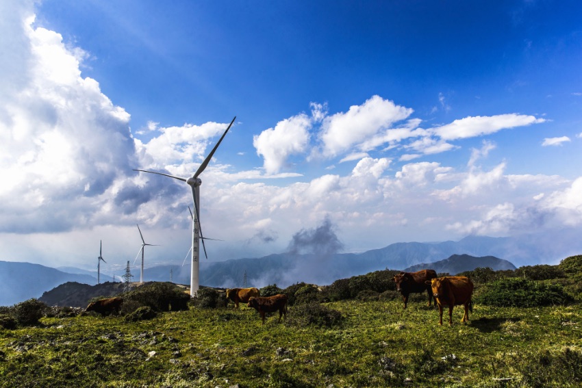 高山上的風力發(fā)電場，牛兒悠閑吃草。喜德縣委宣傳部供圖