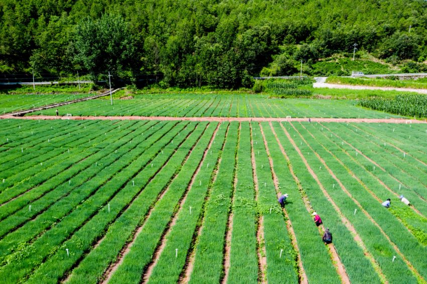 喜德縣因地制宜，充分挖掘特色農業產業，圖為一處生態小蔥種植基地。喜德縣委宣傳部供圖