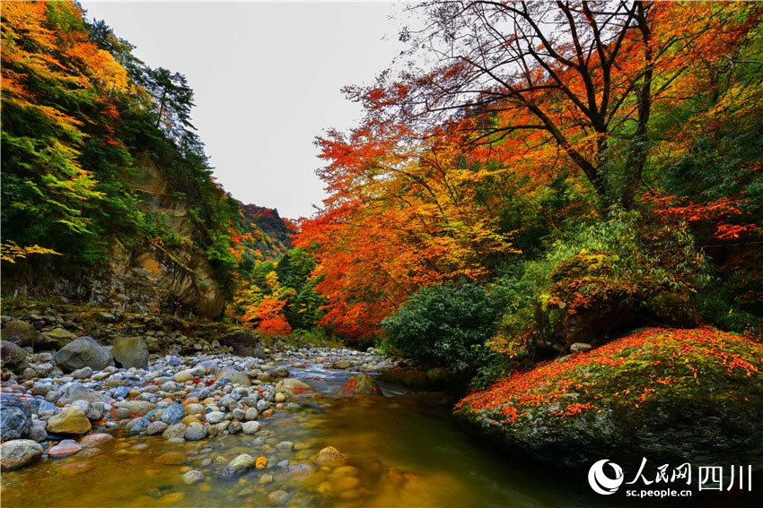 楓葉清溪映美容。石峰攝