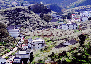 筠連縣春風村：現已建1.1萬畝果園，1.6 萬畝茶園、2000 畝花卉園和1000畝中藥材基地，形成春風李園、中沙綠色茶坊人家、三塊田和龍塘生態茶園農家四個集居點。