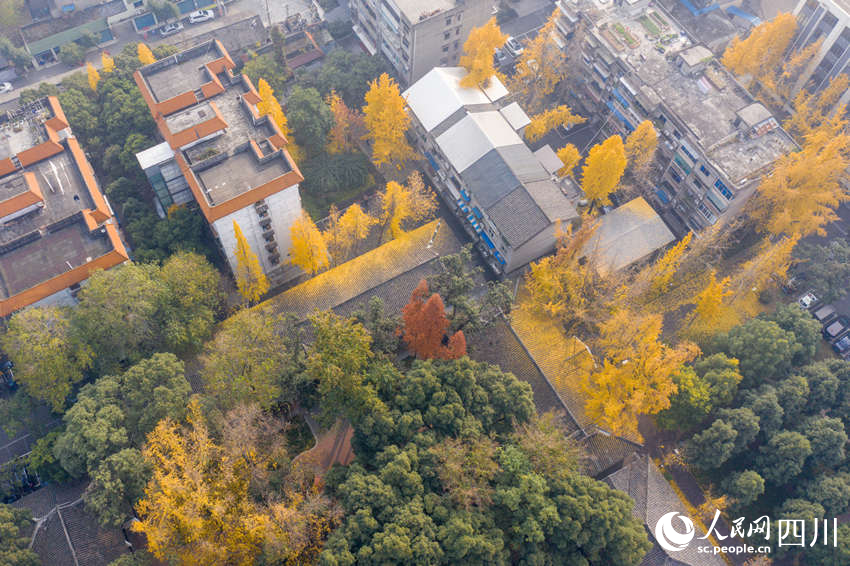 冬日銀杏扮靚城市街景。翁光建攝