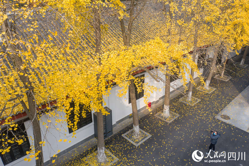 冬日銀杏扮靚城市街景。翁光建攝