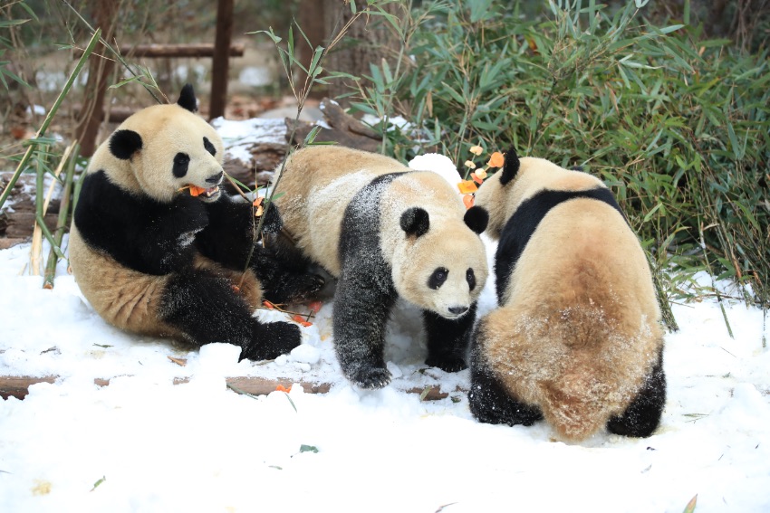 大熊貓盡情雪地撒歡。成都大熊貓繁育研究基地供圖