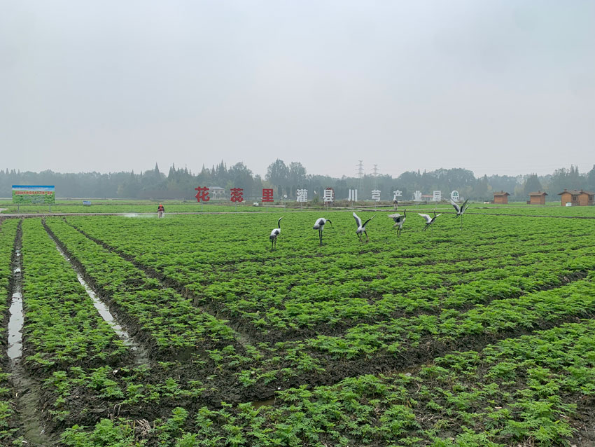 成都都江堰市川芎產業園、川芎種植基地。