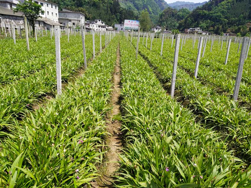 宜賓筠連縣黃精種植基地