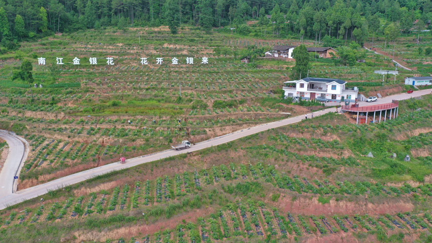 巴中南江縣金銀花種植基地