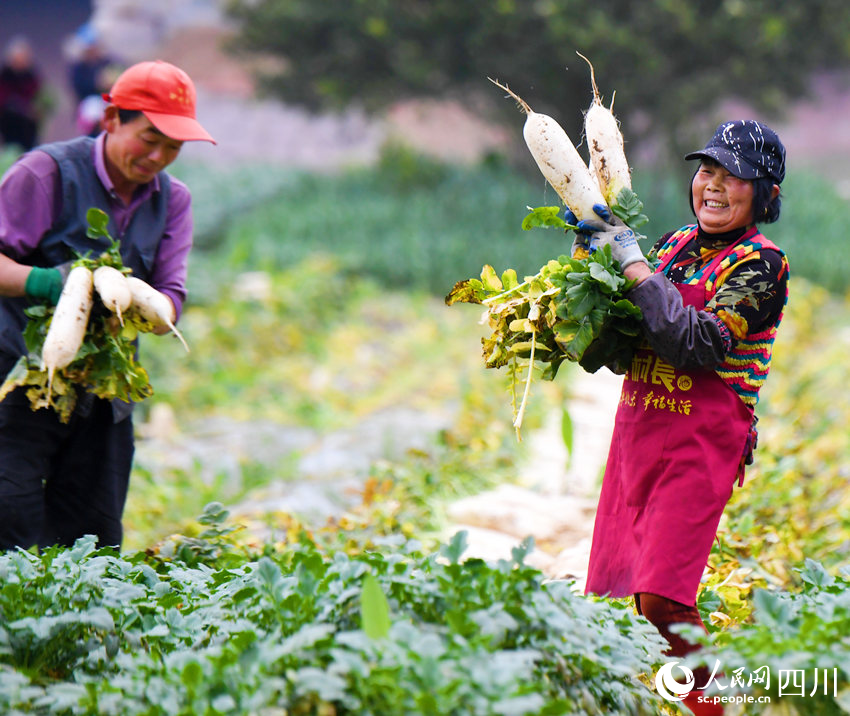 錦屏鎮中壩社區蔬菜種植基地內村民正忙著采收蘿卜。汪澤民攝