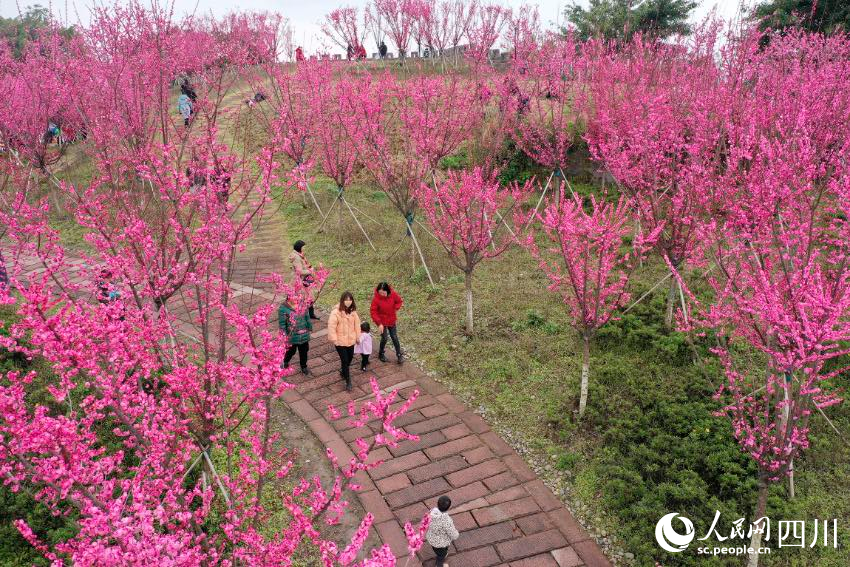 市民踏青賞、休閑游玩。 張啟富攝