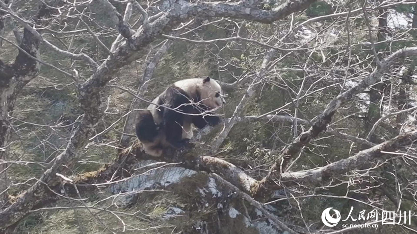 正在一步一步向樹上爬去的雄性大熊貓。孟昱攝