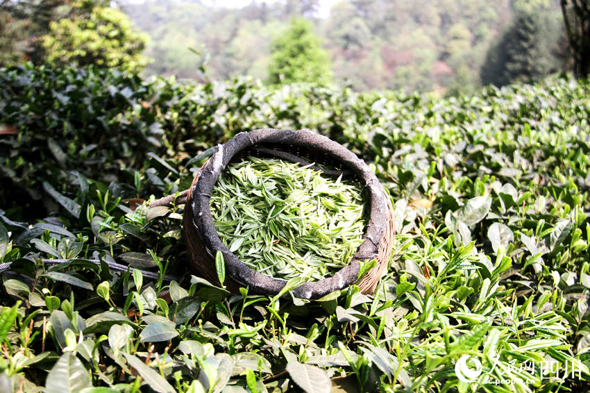 茶農采摘的新茶。陳曉芳攝