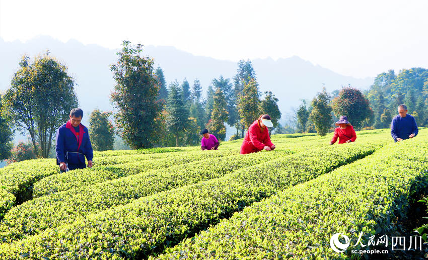 茶農(nóng)們正在采摘茶葉。陳曉芳攝