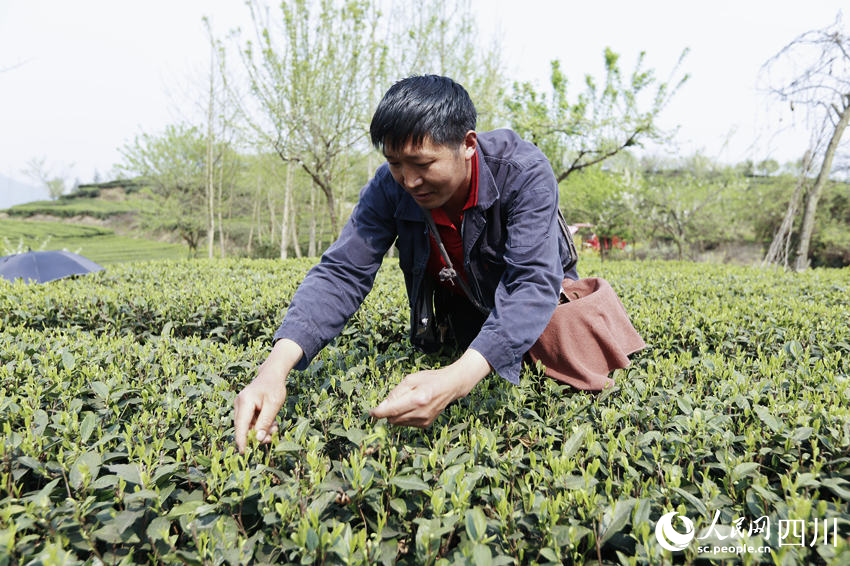 茶農(nóng)采茶。陳曉芳攝