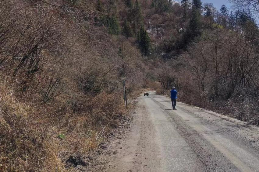 民警巡邏偶遇大熊貓路邊發(fā)呆。綿陽公安供圖