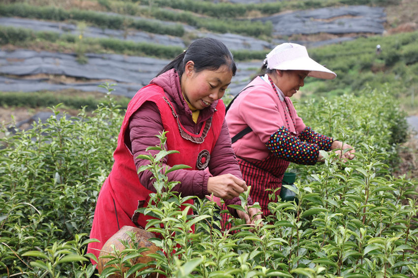 茶農們正在采摘茶葉。 馬發海攝