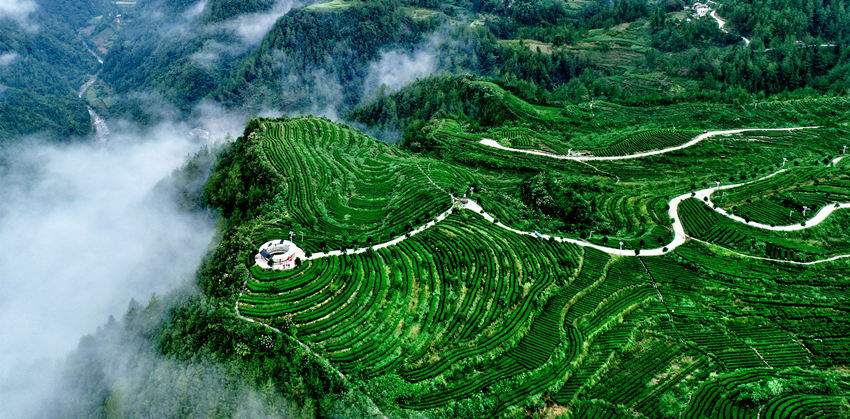 航拍萬源市的富硒茶園。謝長智攝