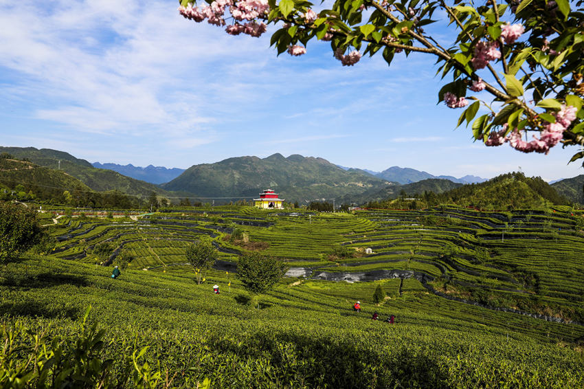 萬源市的富硒茶園。孫維翠攝