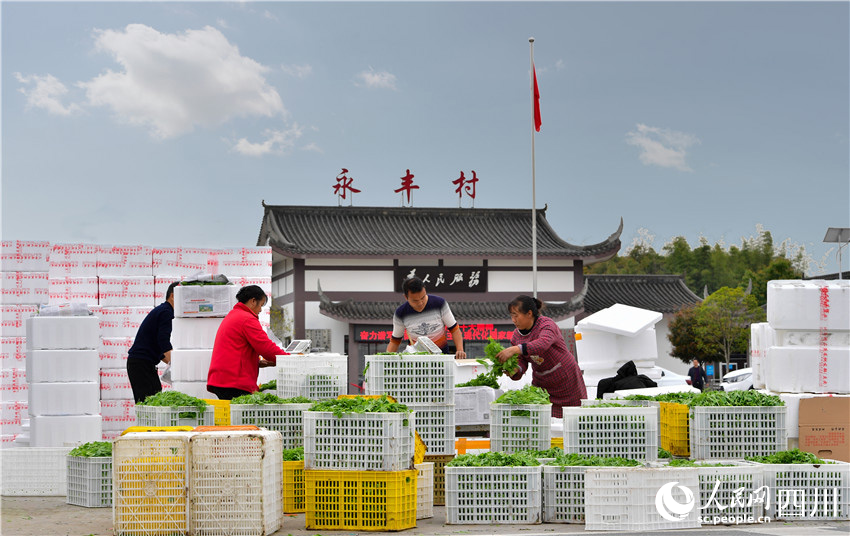 豌豆尖熟香氣遠。廖波攝