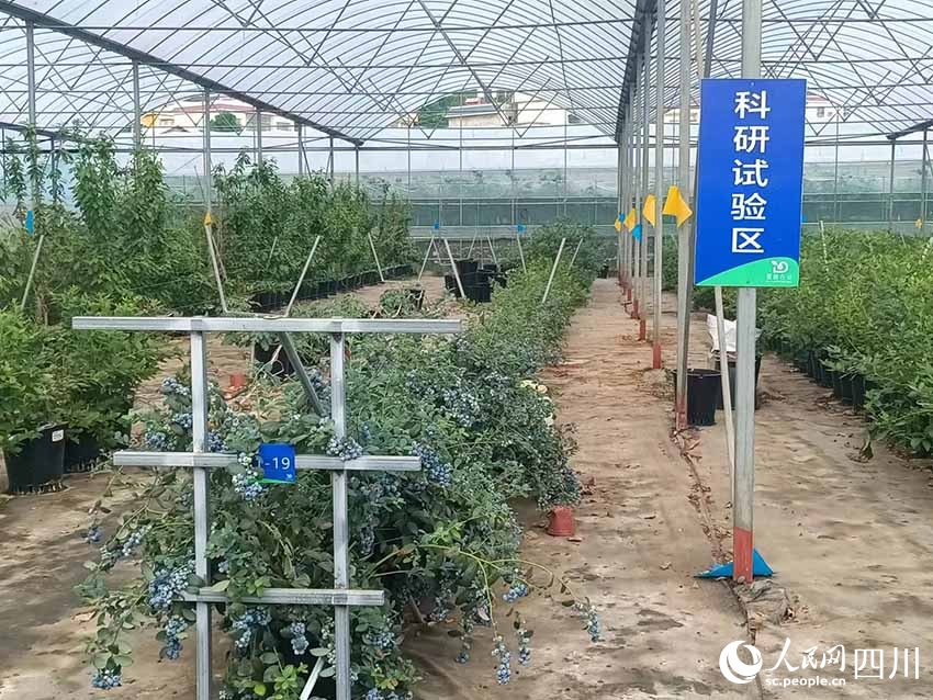 園區內設置了科研試驗區，不斷改進種植技術。吳舒婷攝