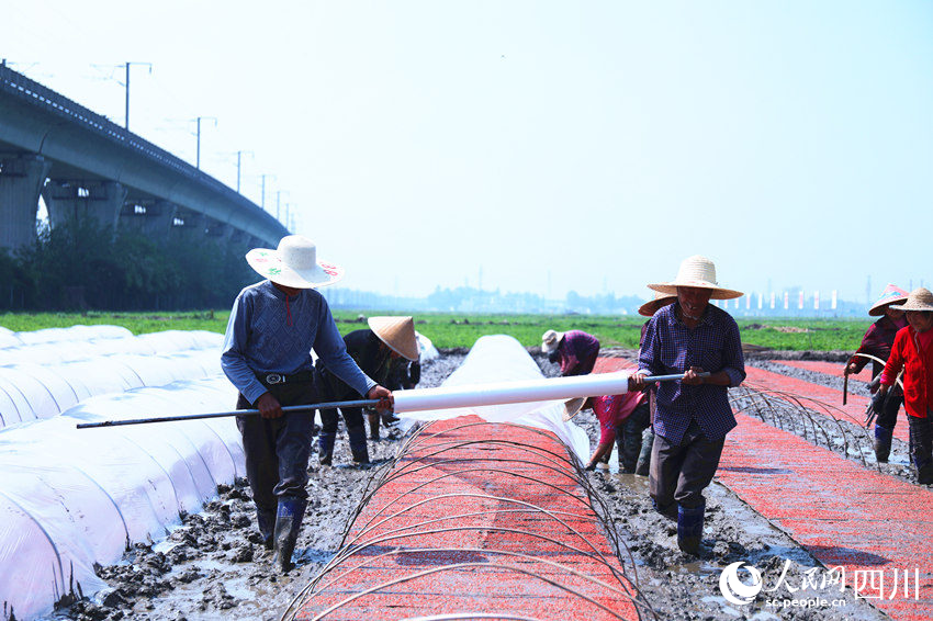 永豐村村民搶抓農時進行水稻育秧。人民網 趙祖樂攝