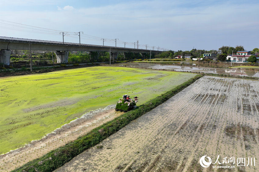 程偉承包的稻田里，農機手正在進行機械插秧。人民網 趙祖樂攝