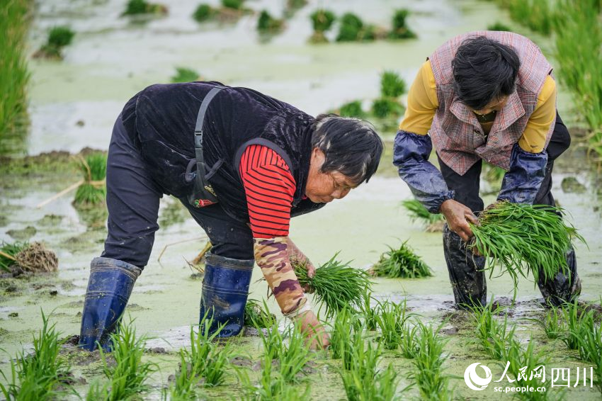 在眉山市彭山區(qū)制種基地，工人們正在田間起水稻母本秧苗。翁光建攝