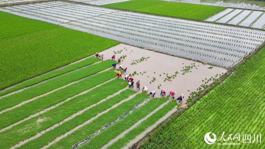 在眉山市彭山區制種基地，工人們正在田間起水稻母本秧苗。翁光建攝