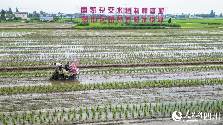 在眉山市彭山區制種基地，工人們正利用插秧機移栽水稻母本秧苗。翁光建攝