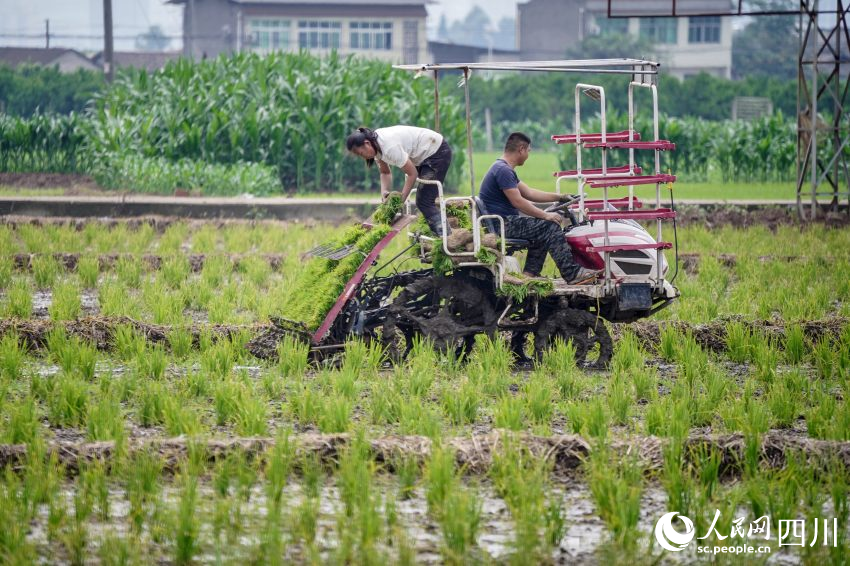 在眉山市彭山區制種基地，工人們正利用插秧機移栽水稻母本秧苗。翁光建攝