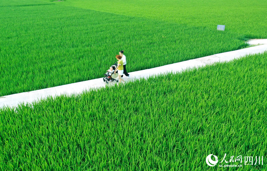 茶余飯后，村民們紛紛走出家門來到田間休閑散步，感受田園風(fēng)景。廖勝春攝