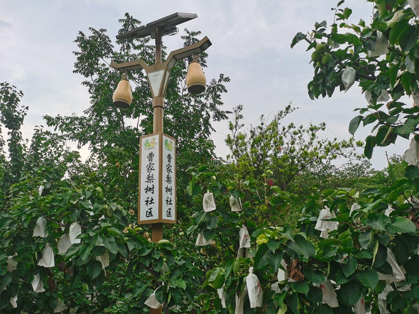 曹家鎮的六月雪梨園。人民網記者 劉海天攝