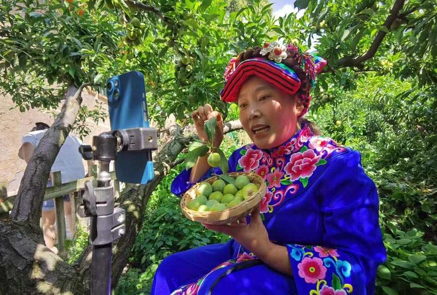 美味水果羌脆李。茂縣融媒體中心供圖