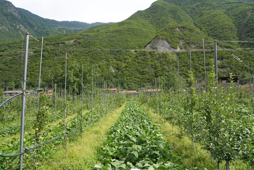 套種的蘋果園。茂縣融媒體中心供圖