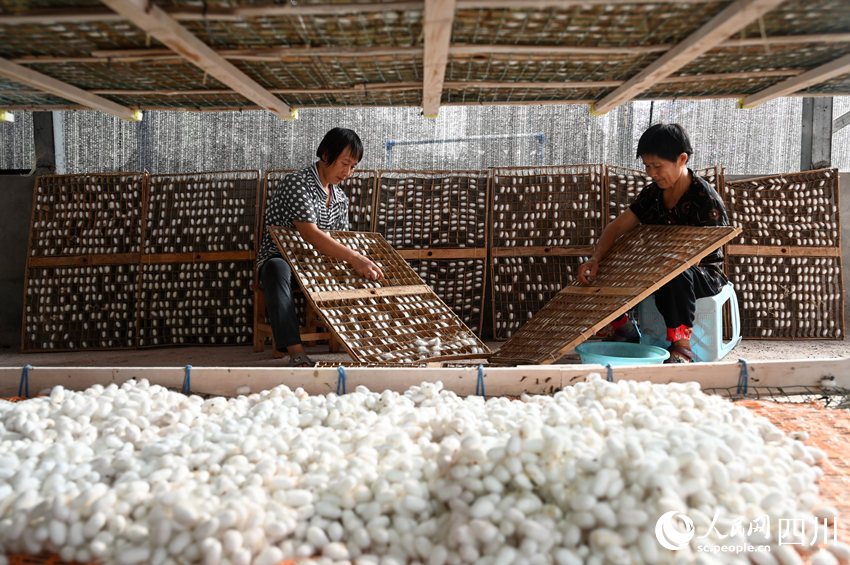 蠶農(nóng)正在采收蠶繭。蘭自濤攝