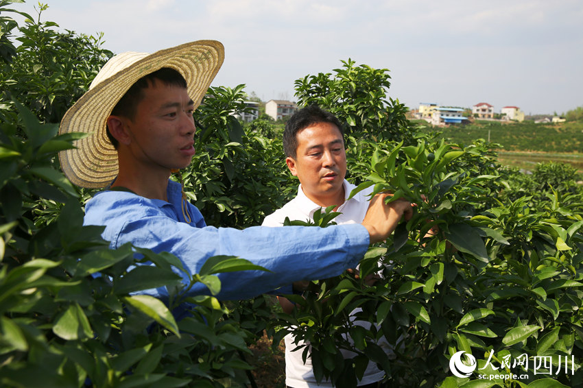 徐飛指導工人梳果。林巧攝