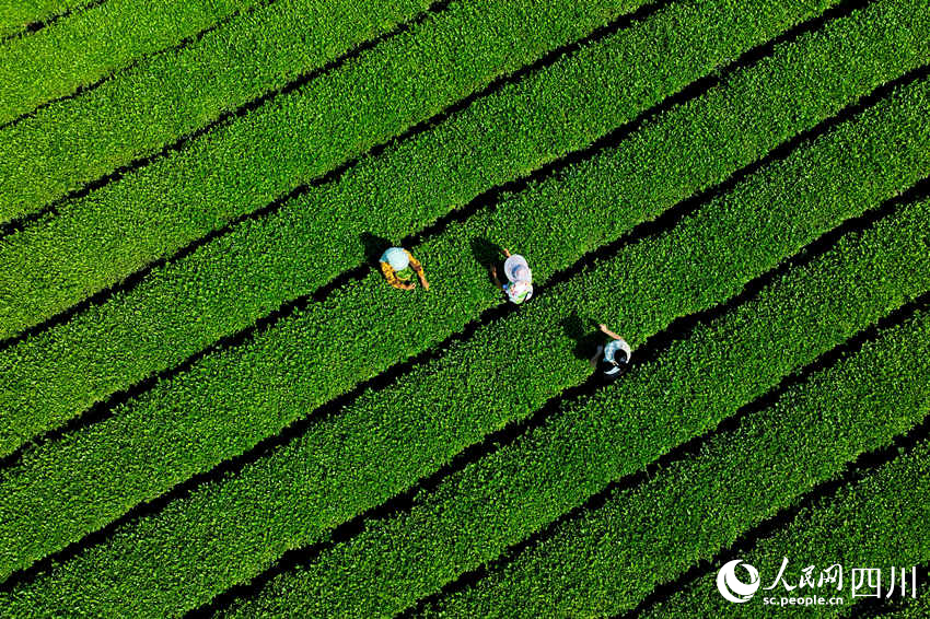 茶農在茶園采摘茶葉。廖勝春攝