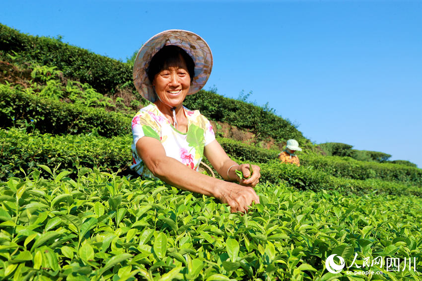 茶農(nóng)在茶園采摘茶葉。廖勝春攝