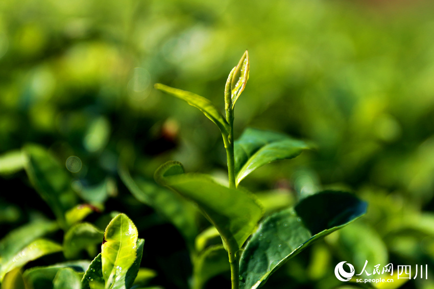 茶園里鮮嫩的茶葉。廖勝春攝